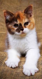 Pictures Of Kittens With Captions Bilder 160x300 - Wandbild Katze