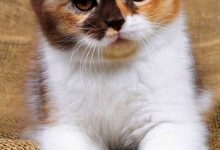 Bild von Pictures Of Kittens With Captions Bilder fürs handy