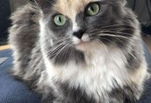 Bild von Pictures Of Lots Of Cats Bilder fürs handy