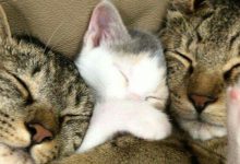 Bild von Pictures Of Pictures Of Cats Bilder fürs handy