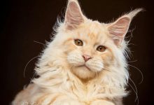 Bild von Poto Cat Bilder fürs handy