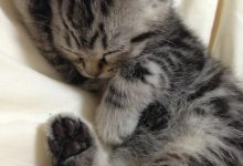 Bild von Pretty Cat Pics Bilder fürs handy