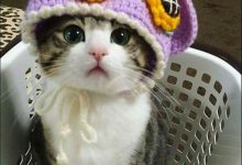 Bild von Profilbilder Katzen bilder fürs handy