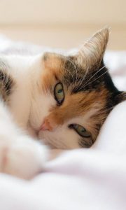 Rassekatzen 180x300 - Cute Cat Photos With Captions Bilder
