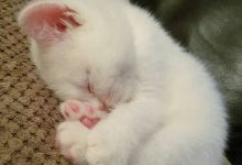 Bild von Rassekatzen Fotos bilder fürs handy
