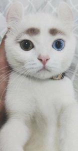Rassekatzen Mit Bild 156x300 - Super Cute Cat Pictures Bilder