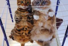 Bild von Real Cat Images Bilder fürs handy