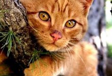 Bild von Real Cat Pic Bilder fürs handy