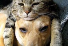 Bild von Real Cat Pictures Bilder fürs handy