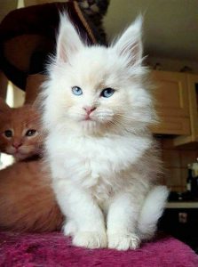 Really Funny Cat Pics Bilder 223x300 - white kitten pics bilder
