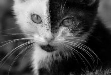 Bild von Rote Katze bilder fürs handy
