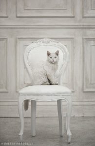Süße Katzenbabys 195x300 - white kitten pics bilder