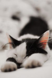 Süße Katzenbilder Kostenlos Downloaden 199x300 - Süße Liebes Bilder
