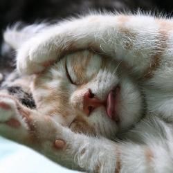 Süße Katzenbilder Mit Sprüchen - Kitty Kat Pics Bilder