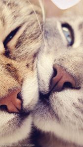 Süße Tier Bilder 169x300 - Images Of Beautiful Cute Cats Bilder
