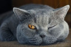 Schöne Bilder Katzen Bilder Kostenlos 300x200 - Nachts Sind Alle Katzen Grau