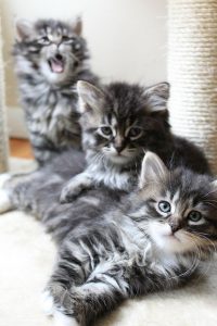 Schöne Süße Bilder 200x300 - Cute Kitten Images Bilder