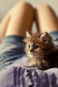 Schöne Sprüche Katzen 200x300 - Süße Katzen Bilder Zum Ausdrucken Bilder Kostenlos