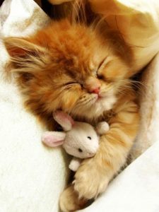 Schlafende Katzen Bilder Bilder Kostenlos 225x300 - Zeig Mir Bilder Von Süßen Haustieren Bilder Kostenlos