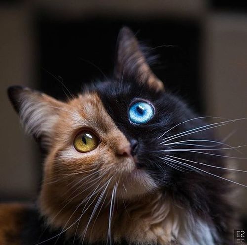 Schrödingers Katze - Schrödingers Katze
