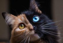 Bild von Schrödingers Katze bilder fürs handy