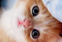 Bild von Schwarze Katzen bilder fürs handy