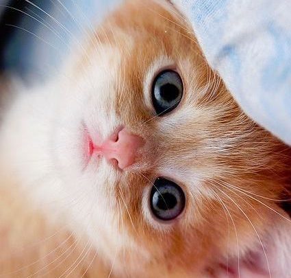 Schwarze Katzen Bilder und Sprüche für Whatsapp und Facebook kostenlos