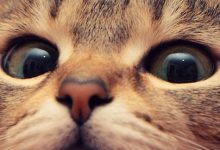 Bild von Schwarze Katzen Bilder Bilder Kostenlos bilder fürs handy