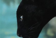 Bild von Schwarze Katzen Kaufen bilder fürs handy