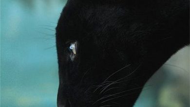 Bild von Schwarze Katzen Kaufen
