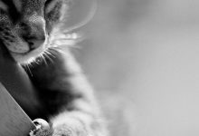 Bild von Schwarzer Katzen Kaufen bilder fürs handy