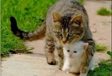 Bild von Schöne Bilder Von Katzen bilder fürs handy