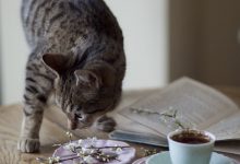 Bild von Schöne Katzen bilder fürs handy