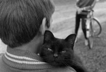 Bild von Schöne Katzenbilder fürs handy