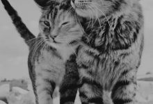 Bild von Schöne Katzenrassen bilder fürs handy