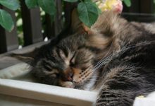 Bild von Search For Pictures Of Cats Bilder fürs handy