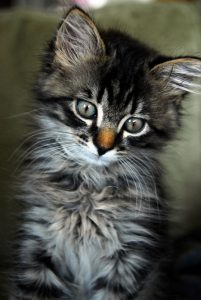 Show Me A Picture Of A Baby Cat Bilder 201x300 - Funnycatpix Bilder