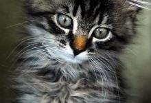 Bild von Show Me A Picture Of A Baby Cat Bilder fürs handy