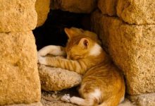 Bild von Show Me Cute Cats Bilder fürs handy