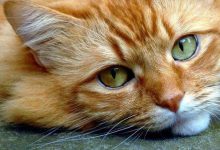 Bild von Show Me Photos Of Cats Bilder fürs handy