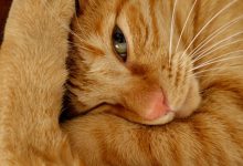 Bild von Show Me Some Pictures Of Cats Bilder fürs handy