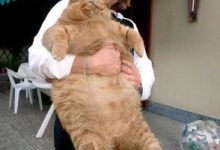 Bild von Siam Katze bilder fürs handy