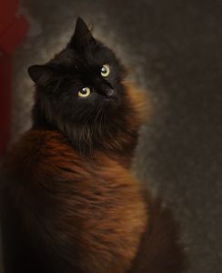 Siamkatze 244x300 - Katzenbilder Mit Lustigen Sprüchen Bilder Kostenlos