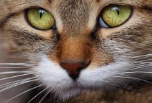 Bild von Siamkatze Katzen Kaufen bilder fürs handy