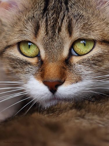 Siamkatze Katzen Kaufen | Bilder und Sprüche für Whatsapp ...