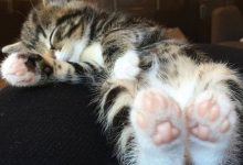 Bild von Silly Cat Pics Bilder fürs handy