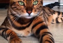 Bild von Silly Cat Pictures Bilder fürs handy