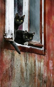 Silly Cat Pictures With Captions Bilder 187x300 - Perser Mix