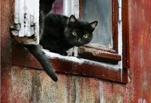 Bild von Silly Cat Pictures With Captions Bilder fürs handy