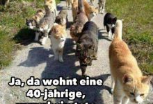 Bild von Some Pictures Of Cats Bilder fürs handy